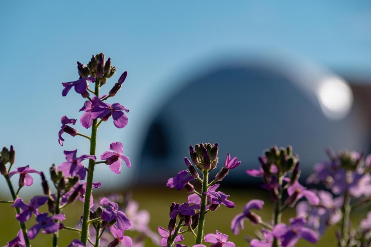 Garden Domes Villa Puerto Natales Kültér fotó